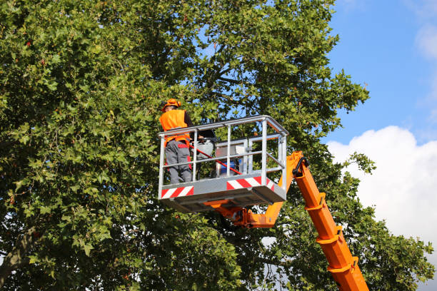 Best Utility Line Clearance  in Apple Valley, CA